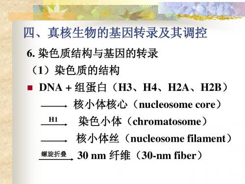 分子生物学12