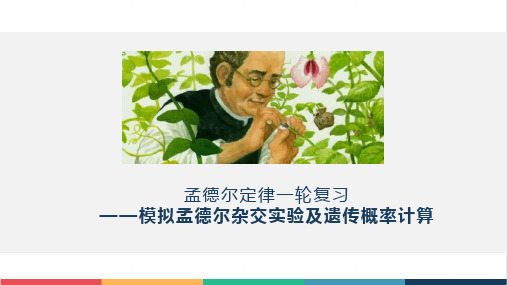 高中生物孟德尔遗传定律公开课精品课件