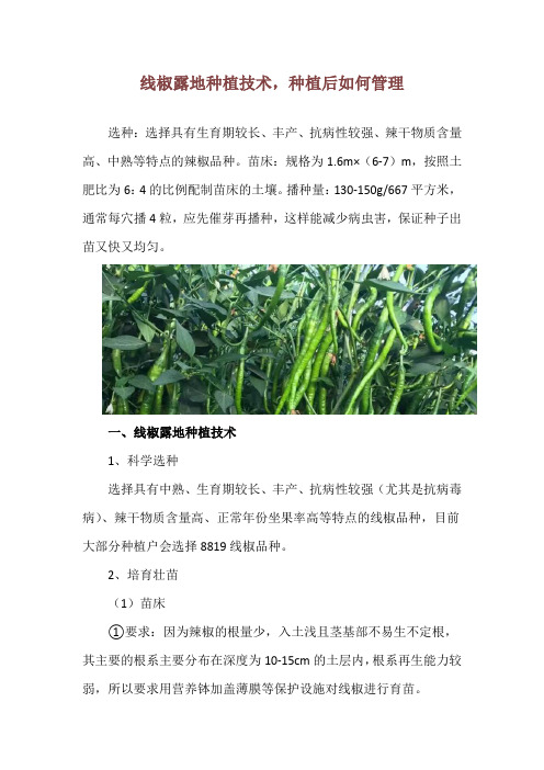 线椒露地种植技术,种植后如何管理