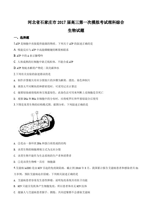 河北省石家庄市2017届高三第一次模拟考试理科综合生物试题