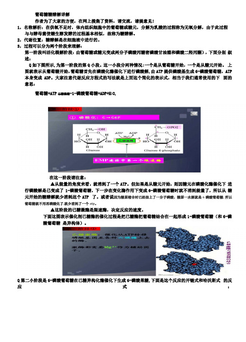 糖酵解过程详解