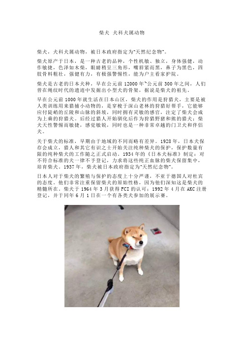 柴犬 犬科犬属动物