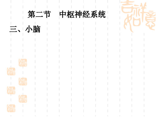 人体组织学与解剖课件神经系统小脑间脑和大脑