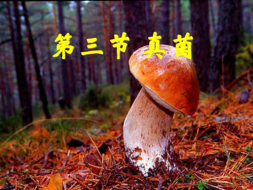 《真菌》细菌和真菌PPT课件8