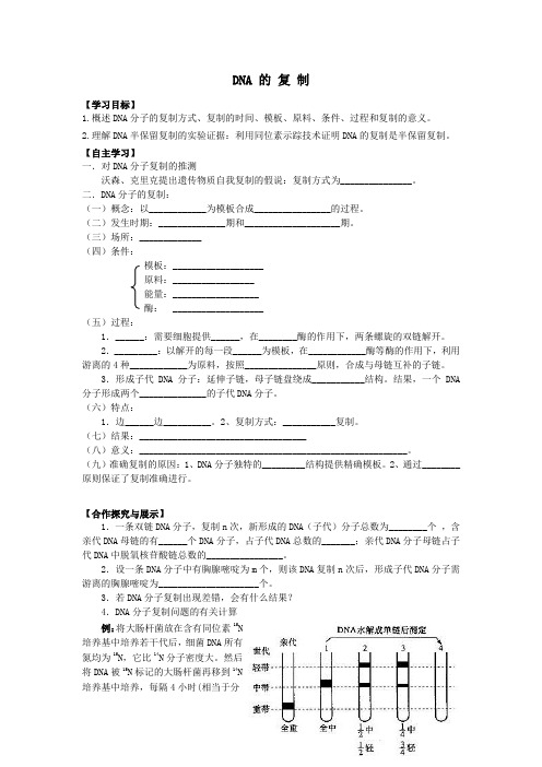 DNA的复制高中生物