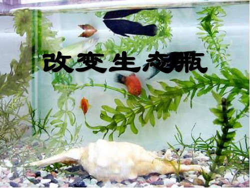 《改变生态瓶》生物与环境PPT课件