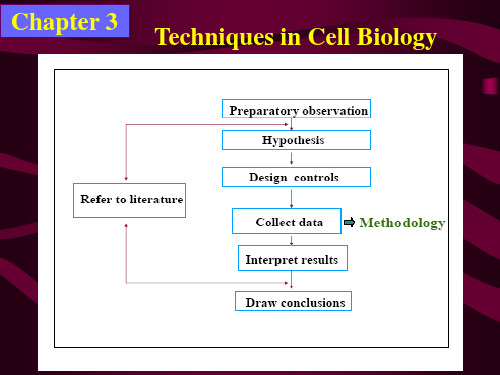 生物研究方法英文课件