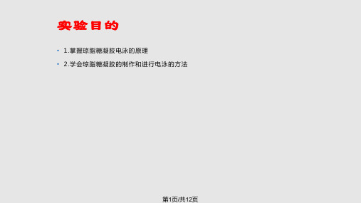 实验六PCR产物的琼脂糖凝胶电泳检测PPT课件