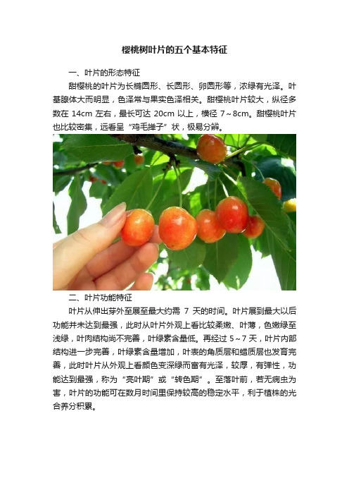 樱桃树叶片的五个基本特征