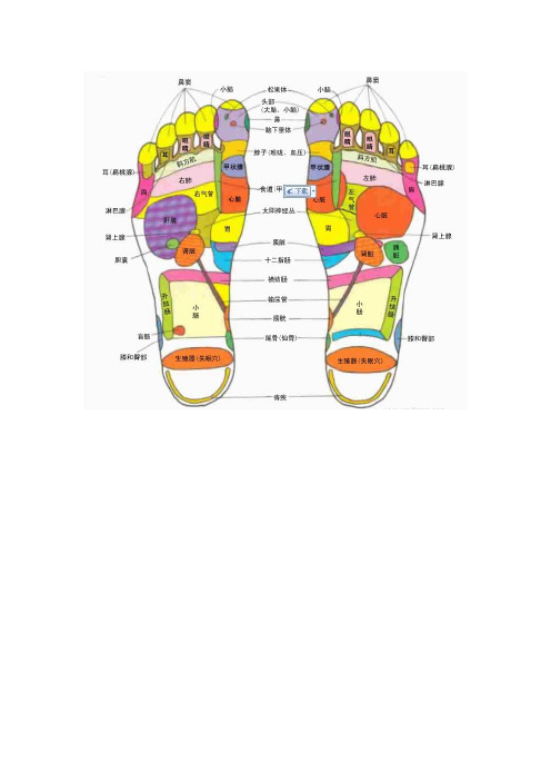 足底按磨的穴位对应器官图解