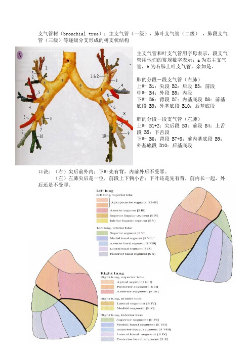 肺段综合