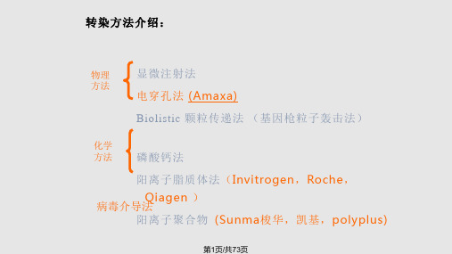 细胞转染PPT课件