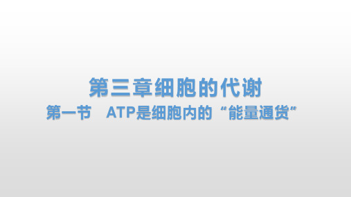 ATP是细胞内的“能量通货”-高一上学期生物浙科版必修1