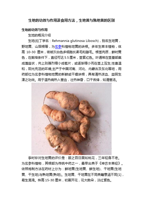 生地的功效与作用及食用方法，生地黄与熟地黄的区别