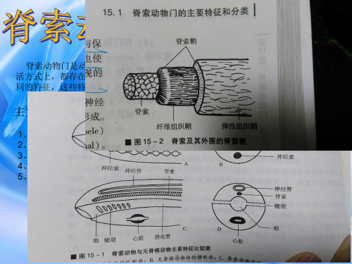 脊索动物门