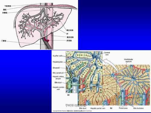 学时肝功能检查课件