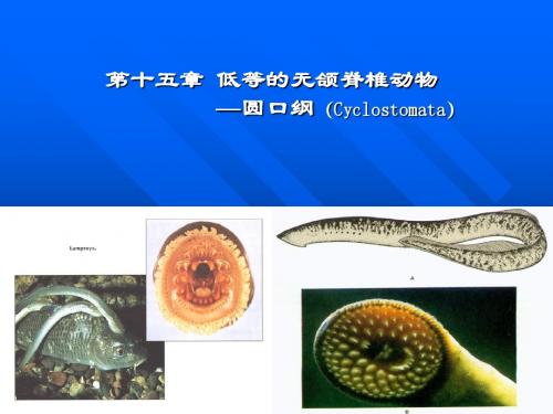 动物学    第十五章圆口纲