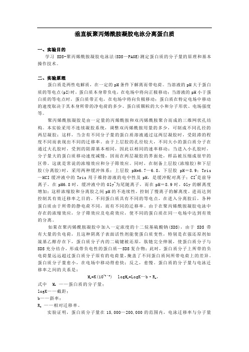 SDS-PAGE电泳实验步骤