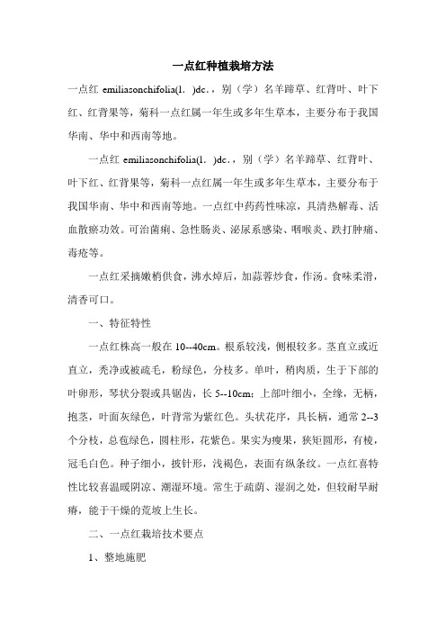一点红种植栽培方法