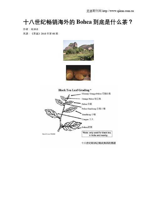 十八世纪畅销海外的Bohea到底是什么茶？