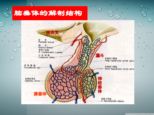 垂体性疾病课件