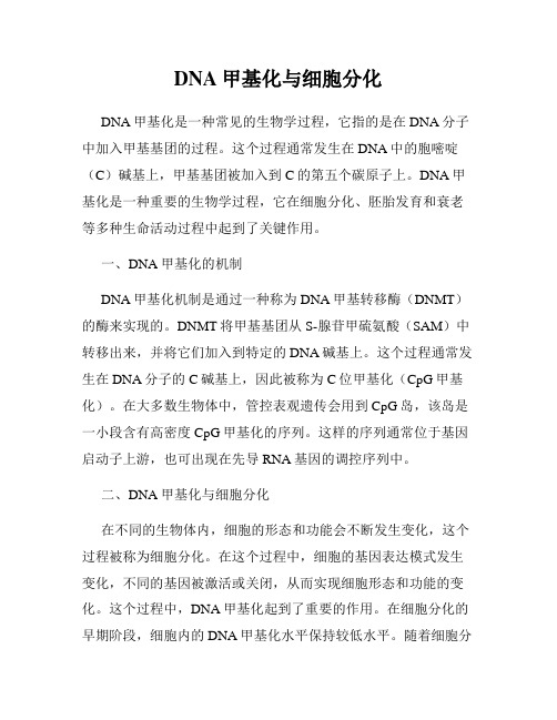 DNA甲基化与细胞分化