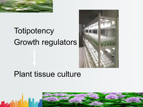 最新整理《植物组织培养》绪论.ppt