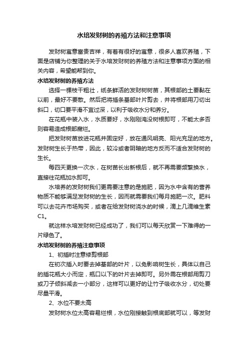 水培发财树的养殖方法和注意事项