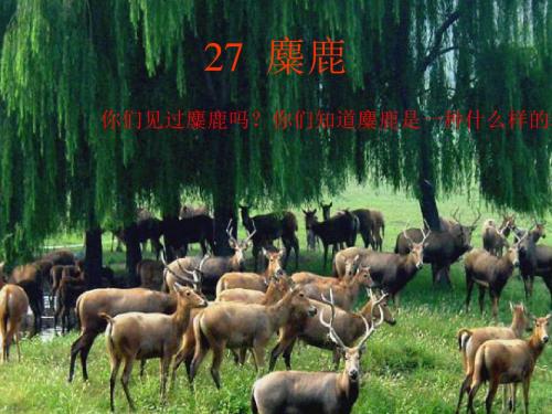 麋鹿(四年级下册27课)