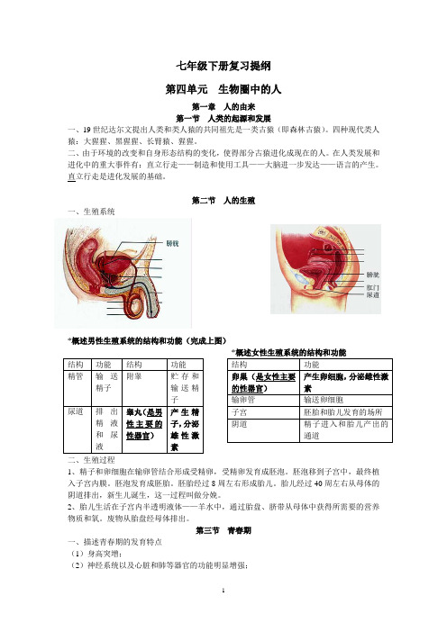 七年级下册生物复习提纲(人民教育出版社)