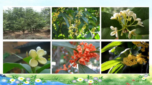 部编五年级上册语文  桂花雨 39张幻灯片