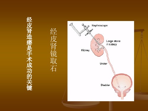 经皮肾镜技术解剖学基础课件