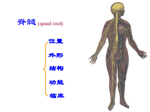 人体解剖学：脊髓