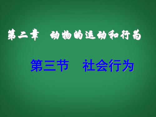 八年级生物上册 第五单元 第五单元第二章第三节《社会行为》课件