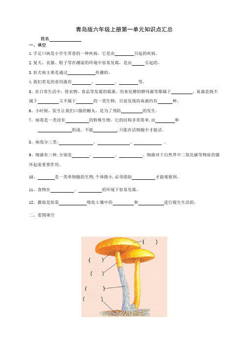 青岛版六年级科学上册第一单元知识点