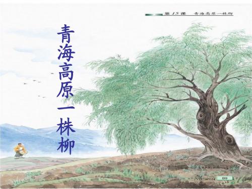 苏教版小学六年级语文 《青海高原一株柳》 课件