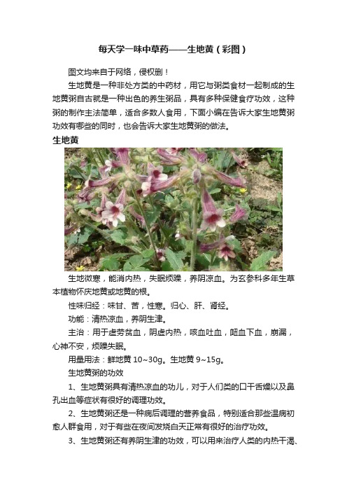 每天学一味中草药——生地黄（彩图）