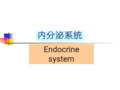 组织胚胎学PPT12 内分泌系统课件