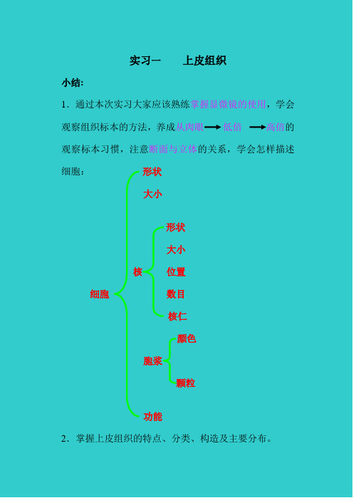 组胚实习小结