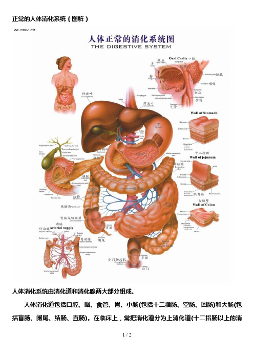 正常的人体消化系统(图解)