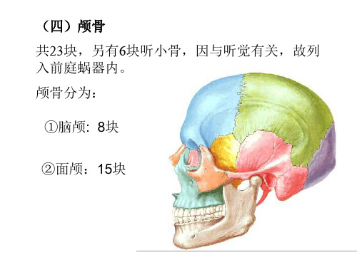 人体解剖--颅骨