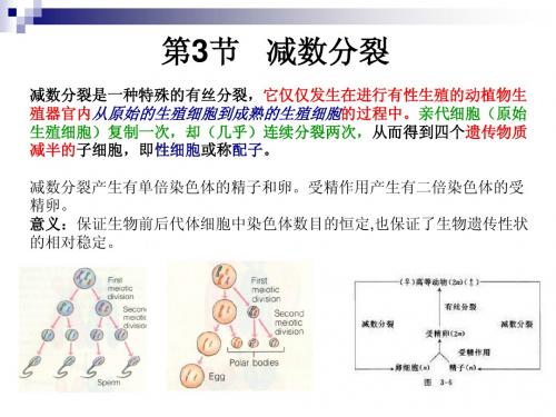 减数分裂