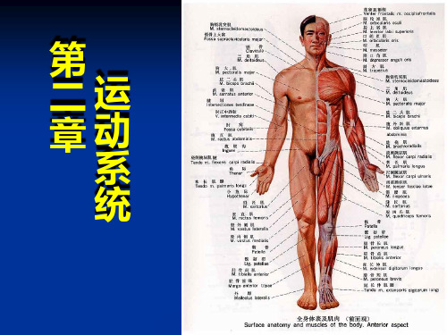 第二章运动系统(骨)