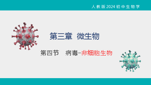 第四节病毒课件-2024--2025学年人教版生物七年级上册