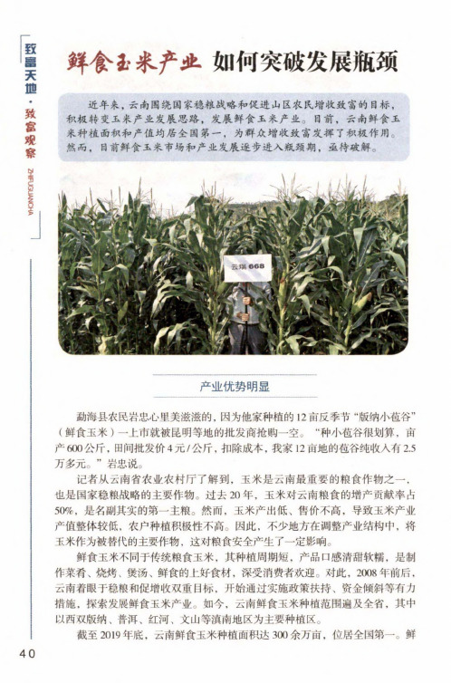 鲜食玉米产业如何突破发展瓶颈