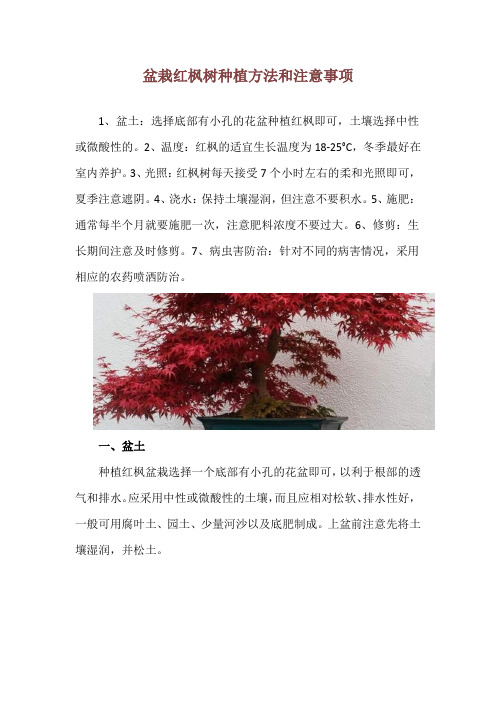 盆栽红枫树种植方法和注意事项