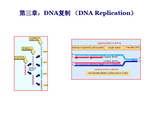 第三章  DNA的复制