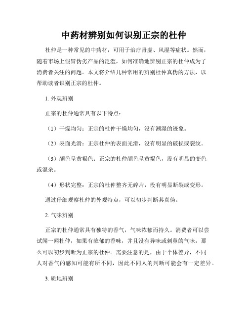 中药材辨别如何识别正宗的杜仲