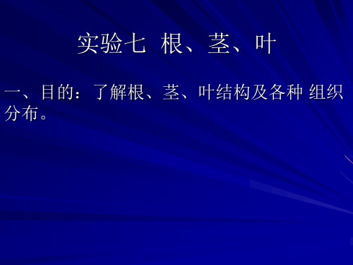 实验7 根茎叶结构