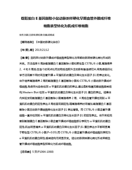 载脂蛋白E基因敲除小鼠动脉粥样硬化早期血管外膜成纤维细胞表型转化为肌成纤维细胞